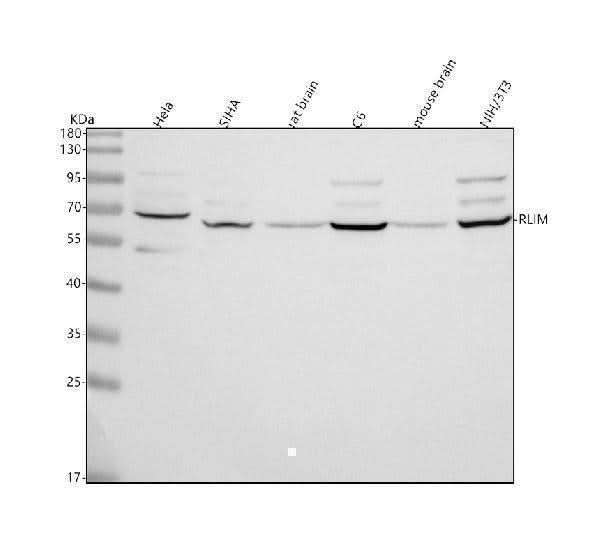 Anti-RLIM Antibody Picoband® Boster Bio