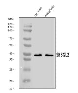 Anti-SH3GL2 Antibody Picoband® Boster Bio