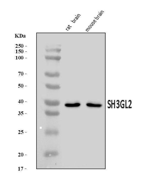 Anti-SH3GL2 Antibody Picoband® Boster Bio