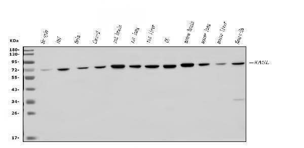 Anti-N WASP/WASL Antibody Picoband® Boster Bio