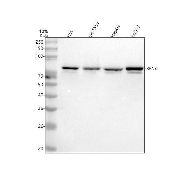 Anti-RRN3 Antibody Picoband® Boster Bio
