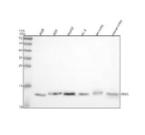Anti-FDX1 Antibody Picoband® Boster Bio