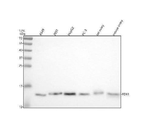 Anti-FDX1 Antibody Picoband® Boster Bio