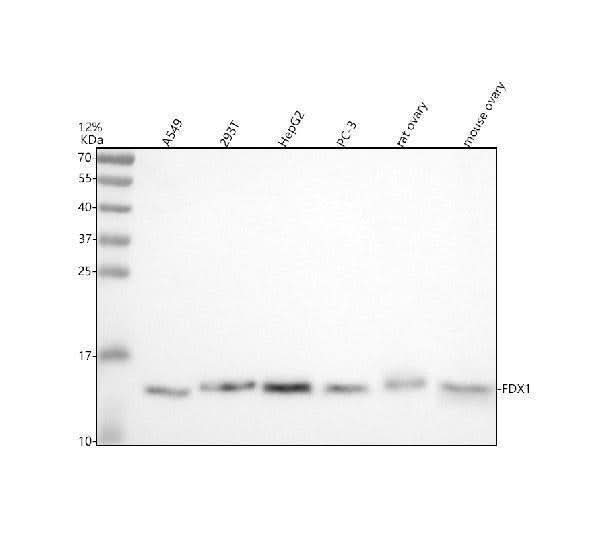 Anti-FDX1 Antibody Picoband® Boster Bio