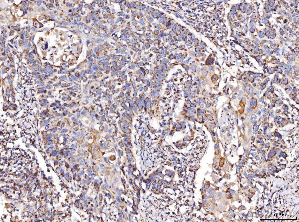 Anti-COX IV/COX4I1 Antibody Picoband® Boster Bio