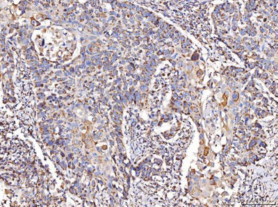 Anti-COX IV/COX4I1 Antibody Picoband® Boster Bio