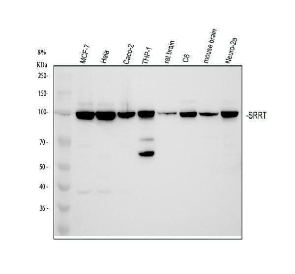 Anti-ARS2/SRRT Antibody Picoband® Boster Bio