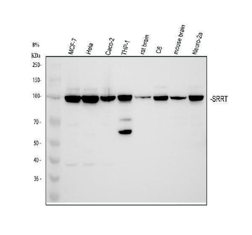 Anti-ARS2/SRRT Antibody Picoband® Boster Bio