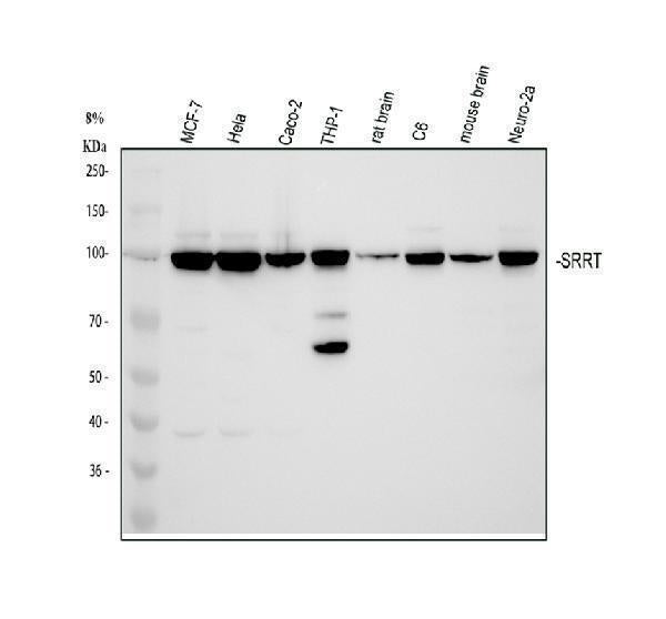 Anti-ARS2/SRRT Antibody Picoband® Boster Bio