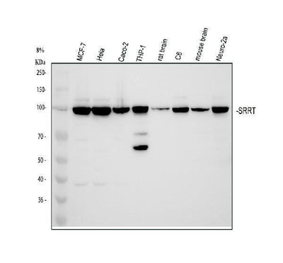 Anti-ARS2/SRRT Antibody Picoband® Boster Bio