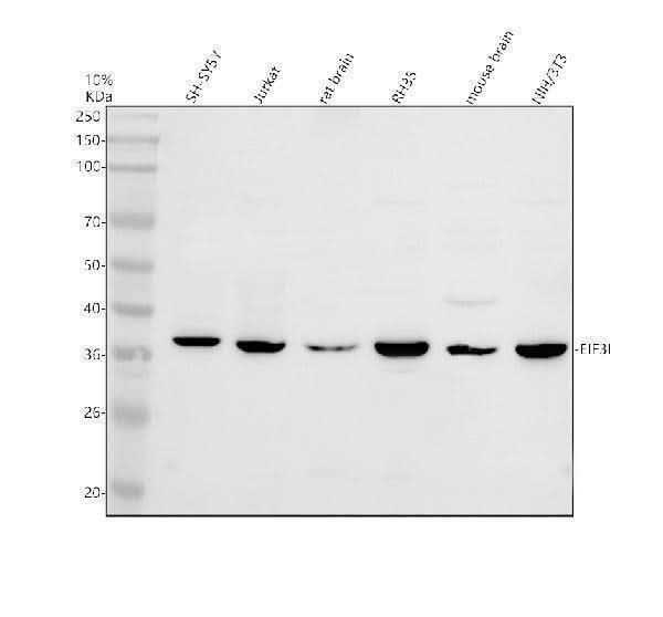 Anti-DNAJB12 Antibody Picoband® Boster Bio