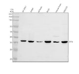 Anti-DNAJB12 Antibody Picoband® Boster Bio