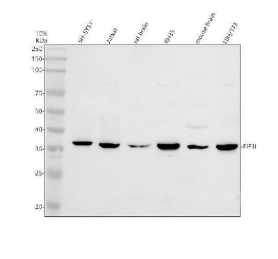 Anti-DNAJB12 Antibody Picoband® Boster Bio