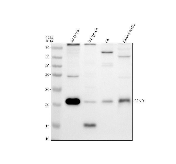Anti-PRND Antibody Picoband® Boster Bio