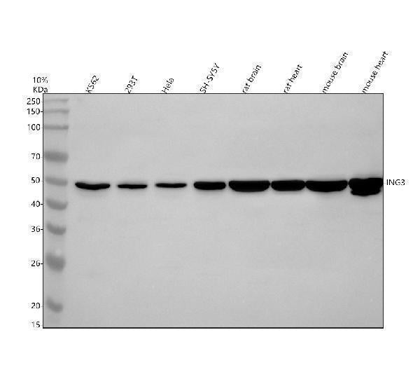 Anti-ING3 Antibody Picoband® Boster Bio
