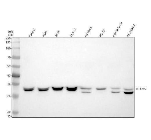Anti-PGAM5 Antibody Picoband® Boster Bio