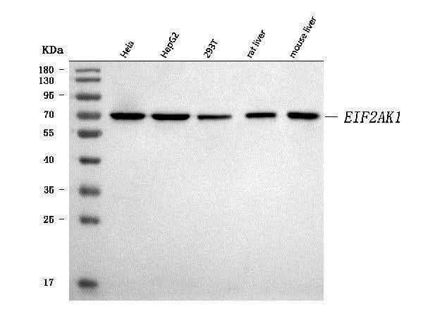 Anti-EIF2AK1 Antibody Picoband® Boster Bio