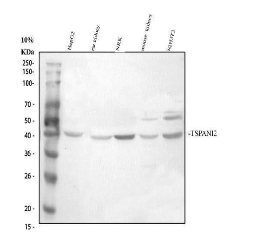 Anti-TSPAN12 Antibody Picoband® Boster Bio