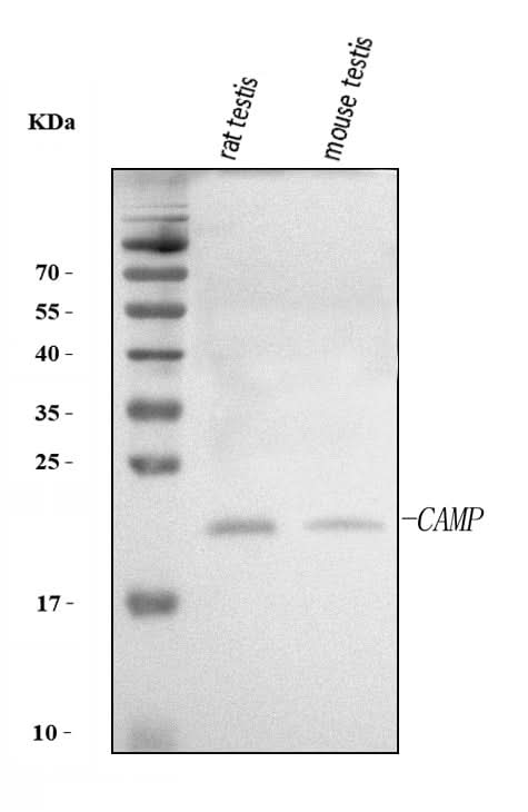 Anti-Camp Antibody Picoband® Boster Bio