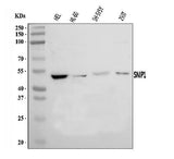 Anti-SNIP1 Antibody Picoband® Boster Bio