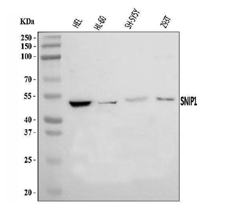 Anti-SNIP1 Antibody Picoband® Boster Bio