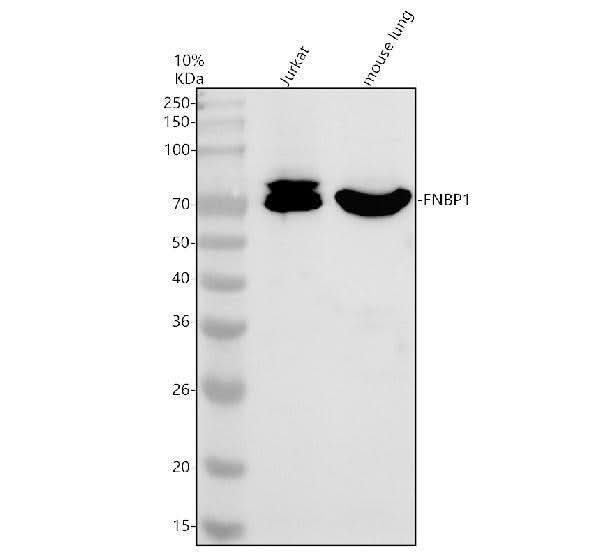 Anti-FBP17/FNBP1 Antibody Picoband® Boster Bio
