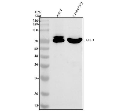 Anti-FBP17/FNBP1 Antibody Picoband® Boster Bio