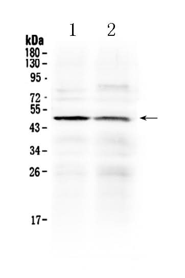 Anti-HtrA3 Antibody Picoband® Boster Bio