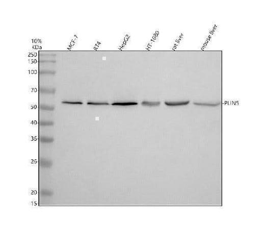 Anti-PLIN5 Antibody Picoband® Boster Bio