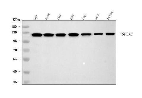 Anti-SF3A1 Antibody Picoband® Boster Bio