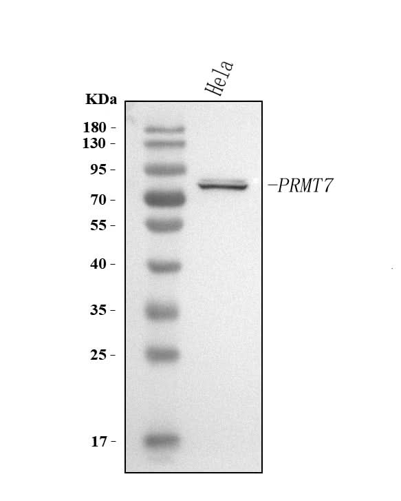 Anti-PRMT7 Antibody Picoband® Boster Bio