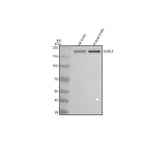 Anti-RIM1/RIMS1 Antibody Picoband® Boster Bio