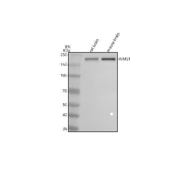 Anti-RIM1/RIMS1 Antibody Picoband® Boster Bio