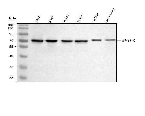Anti-NEIL3 Antibody Picoband® Boster Bio