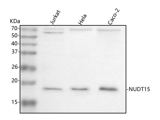 Anti-NUDT15 Antibody Picoband® Boster Bio