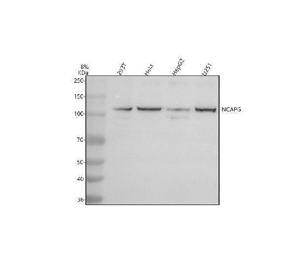 Anti-NCAPG Antibody Picoband® Boster Bio