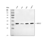 Anti-Heme oxygenase 2/HMOX2 Antibody Picoband® Boster Bio