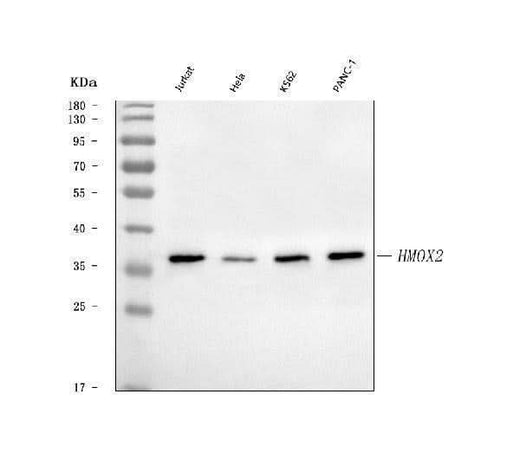 Anti-Heme oxygenase 2/HMOX2 Antibody Picoband® Boster Bio