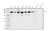 Anti-TAF4 Antibody Picoband® Boster Bio