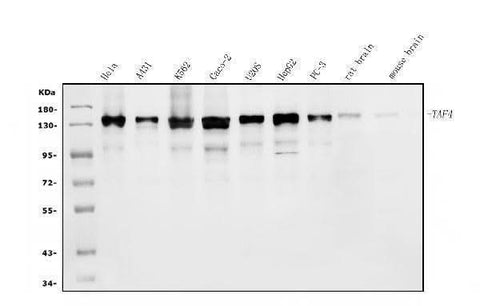 Anti-TAF4 Antibody Picoband® Boster Bio