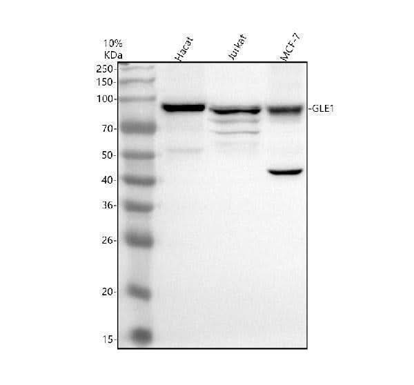 Anti-GLE1 Antibody Picoband® Boster Bio