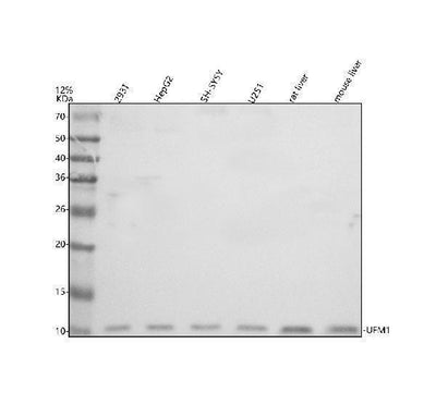 Anti-UFM1 Antibody Picoband® Boster Bio