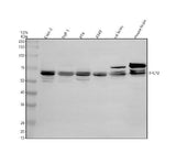 Anti-TFCP2 Antibody Picoband® Boster Bio