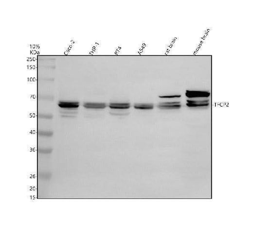 Anti-TFCP2 Antibody Picoband® Boster Bio