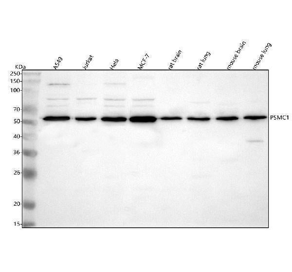 Anti-PSMC1 Antibody Picoband® Boster Bio