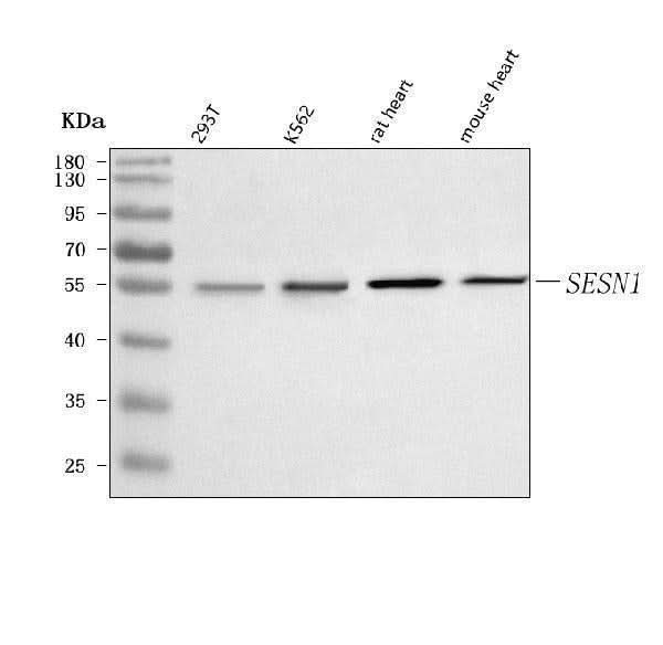 Anti-SESN1 Antibody Picoband® Boster Bio