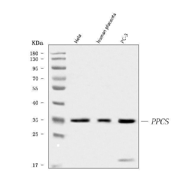 Anti-PPCS Antibody Picoband® Boster Bio