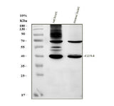 Anti-GJA4 Antibody Picoband® Boster Bio
