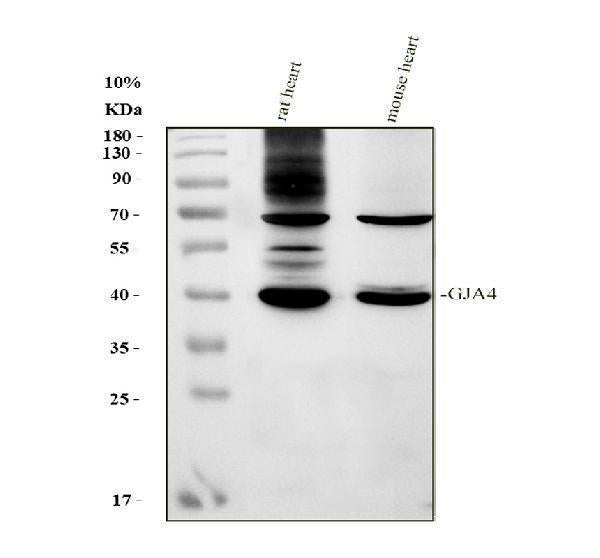 Anti-GJA4 Antibody Picoband® Boster Bio