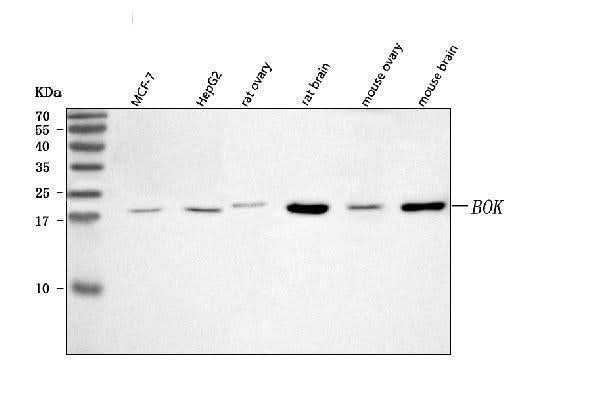 Anti-BOK Antibody Picoband® Boster Bio
